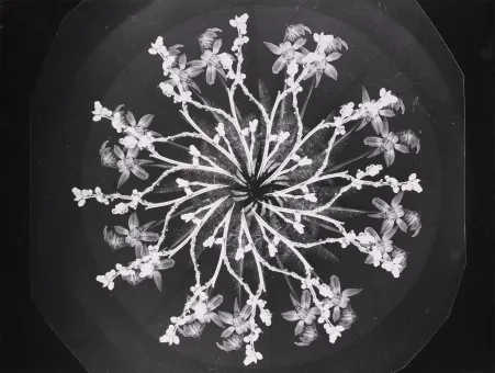 Alexander Stern  Kreisaufnahme (circle shot), 1936-1946  B/W photography on baryta paper, handprint of the original negative  31 x 40.6 cm  Belvedere, Vienna, Donation Collection Dieter and Gertraud Bogner