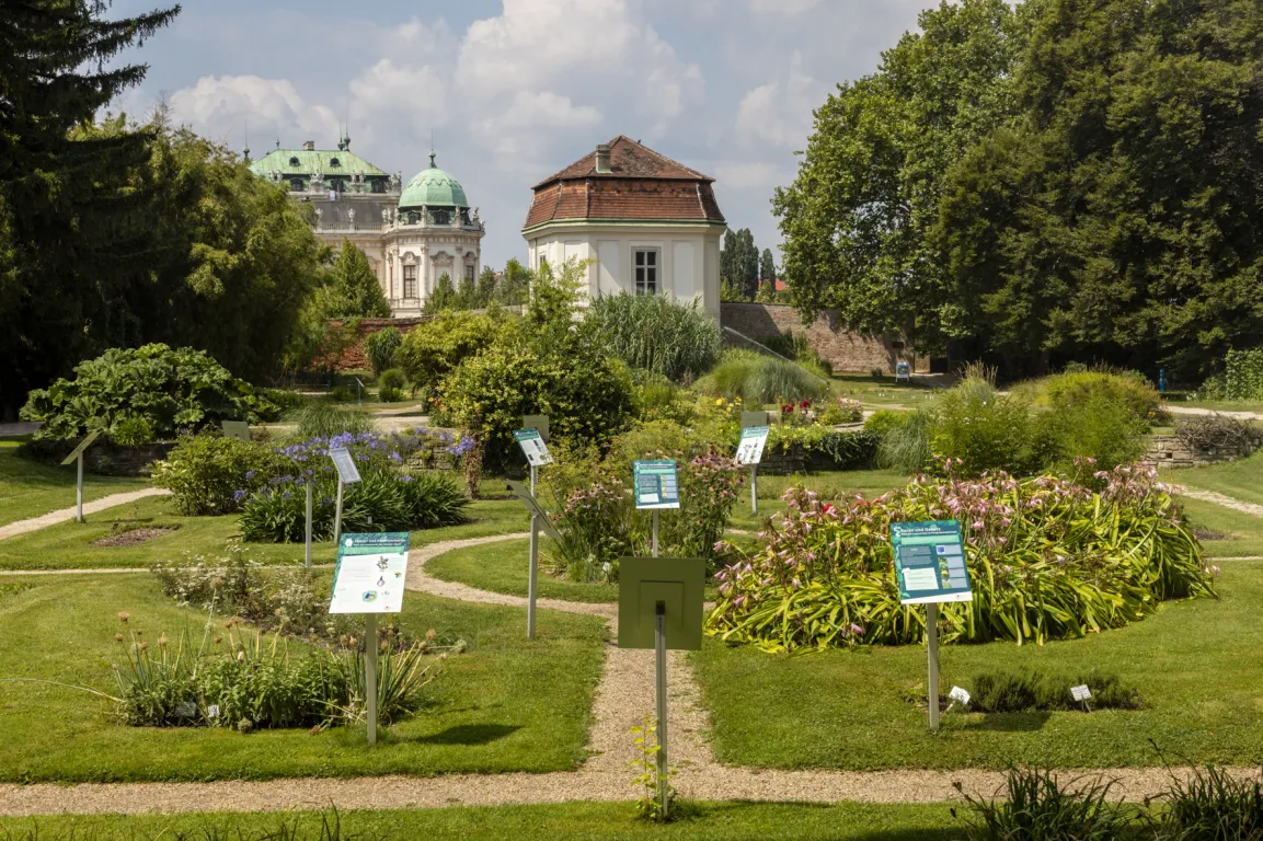 Botanischer Garten mit dem Schloss Belvedere im Hintergrund